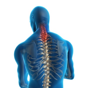 Cervical Spine Anatomy