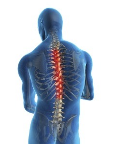 Thoracic Spine Anatomy